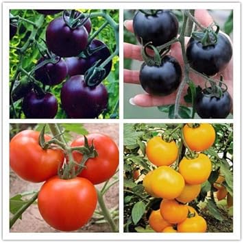 Mixed Color Tomato Seeds – Grow Vibrant & Juicy Tomatoes for Your Home Garden 100 pcs